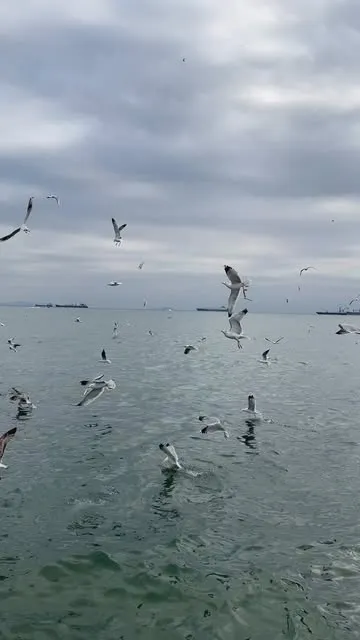 Yeşilyurt sahilinde martılar